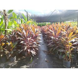 Santa Barbara Nursery