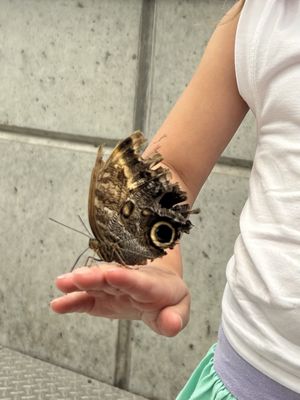 Butterfly Biosphere by null