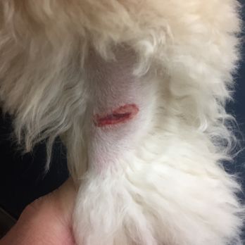 The Barker Shop - Pet Groomers Near Me - Willowbrook, Illinois