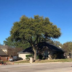 Dallas Tree Service