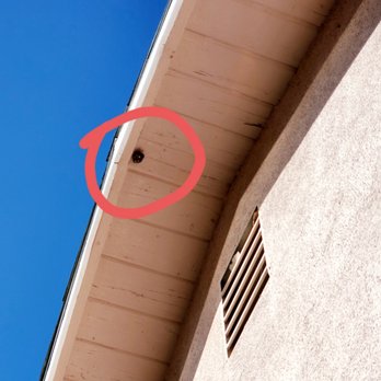 Prolific Pest Control - Active wasp nest high up, above my kitchen window. Sprayed, killed and removed, yay! - Pest Control Near Me - Pasadena, California Prolific Pest Control - Active wasp nest high up, above my kitchen window. Sprayed, killed and removed, yay! - Pest Control Near Me - Pasadena, California