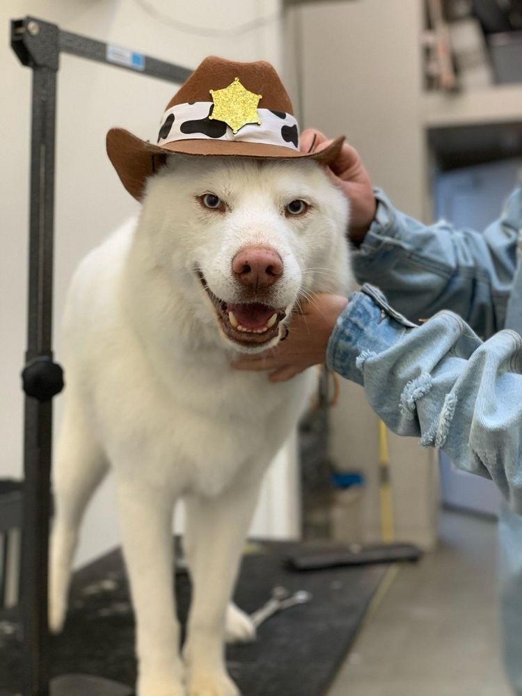 GLEAMING BARKUS 27 Photos & 23 Reviews San Mateo, California Pet