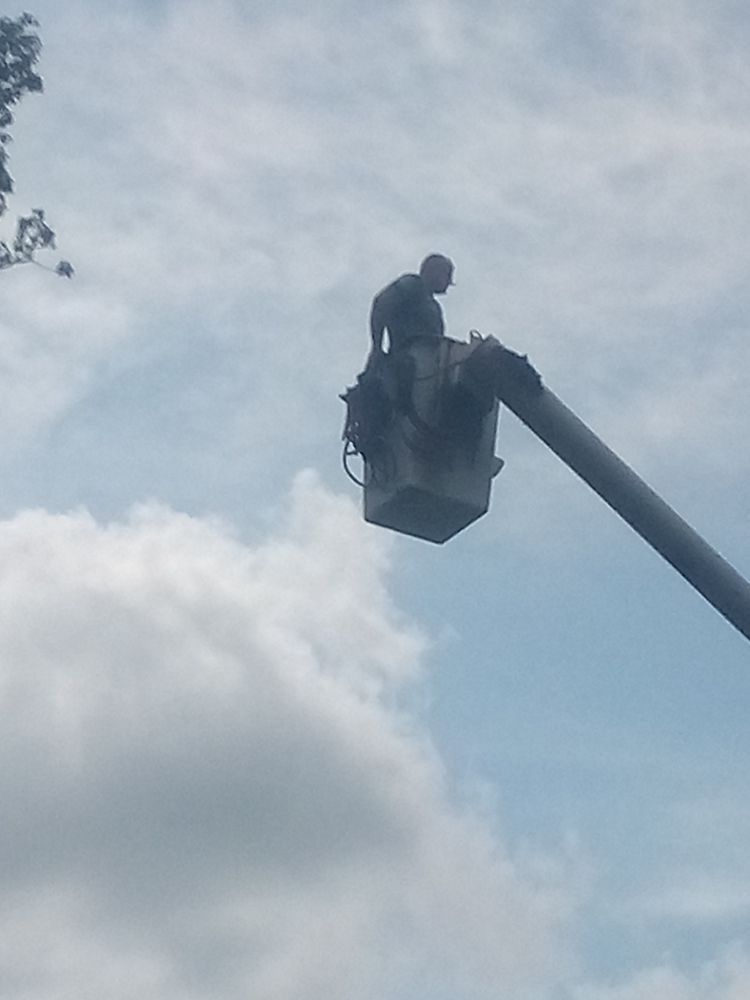 Razorback Tree Service - tree service in Fayetteville, AR