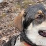 Photo of Meet Your Mutt