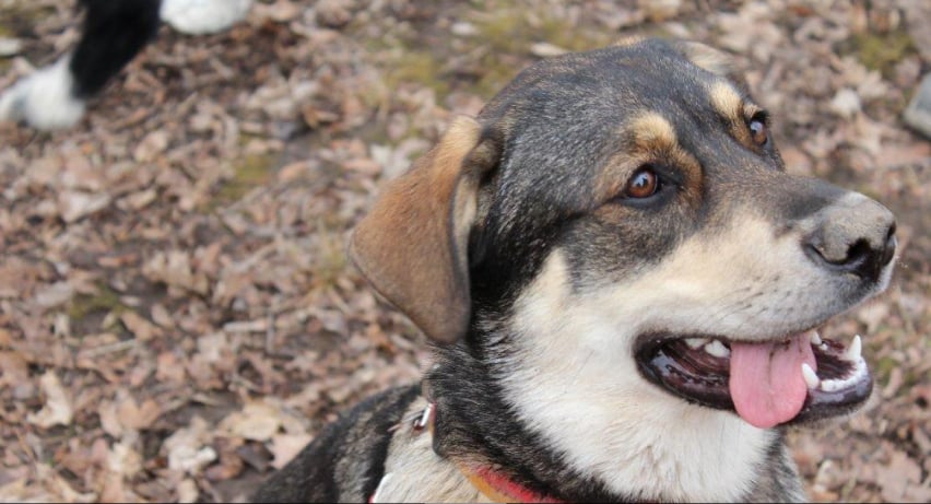 MEET YOUR MUTT - Updated June 2024 - Toronto, Ontario, Canada - Pet ...