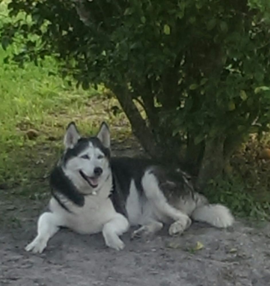 FLORIDA VET ON WHEELS 10 Photos & 16 Reviews Fort Myers, Florida