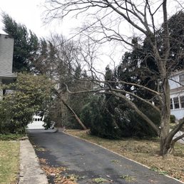 Trees down Trees down