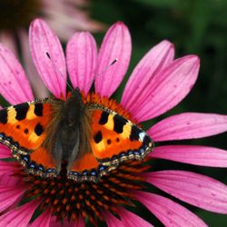 Farwest Landscape & Garden Center - Coneflower or echinacea, great selection at FarWest Garden Center, Boise. https://farwestgardencenter.net