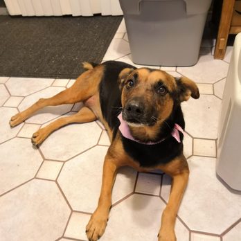 Animal Kingdom - My super shy dog, Fey, had a great time getting groomed at Animal Kingdom! - Pet Groomers Near Me - Colton, California Animal Kingdom - My super shy dog, Fey, had a great time getting groomed at Animal Kingdom! - Pet Groomers Near Me - Colton, California