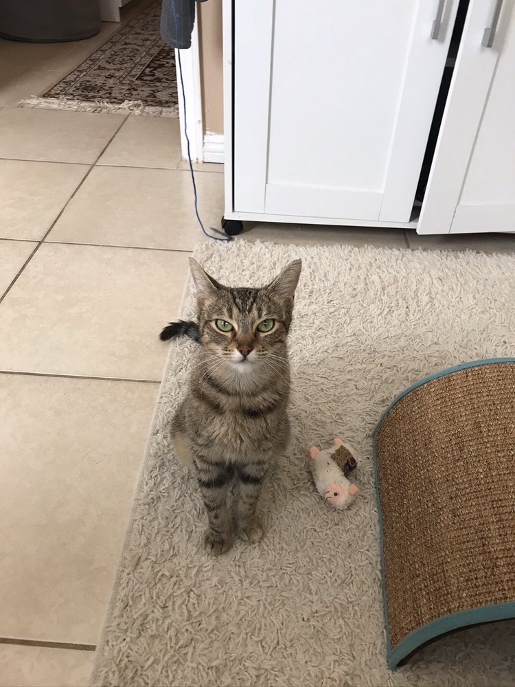 PET VET ANIMAL HOSPITAL 44 Photos & 291 Reviews 19748 Sherman Way