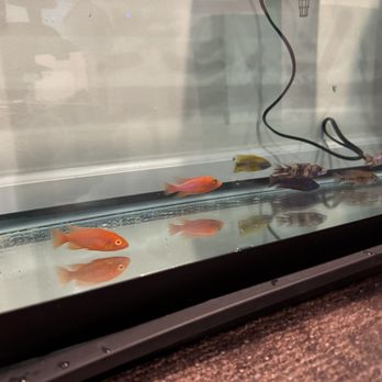 Arizona Aquatic Gardens - Quarantine tank - Nurseries & Gardening Near Me