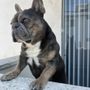 Photo of Hesby Pet Care