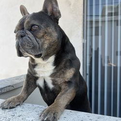 Hesby Pet Care