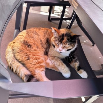 De Ponte Cellars - a cat laying on a chair - Wine Tasting Room Near Me - Dayton, Oregon