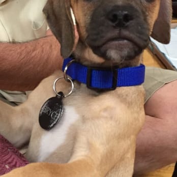 NY Breeder - Bryce - Pet Training Near Me - White Plains, New York NY Breeder - Bryce - Pet Training Near Me - White Plains, New York