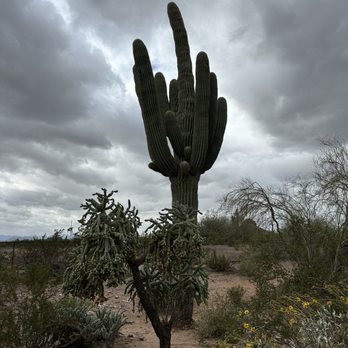 Desert Botanical Garden - Botanical Gardens Near Me - Phoenix, Arizona