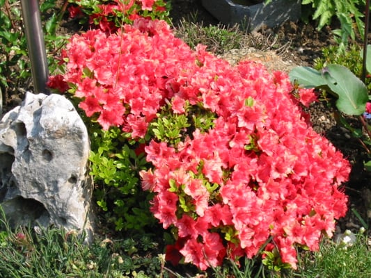 Trauttmansdorff Gärten by null