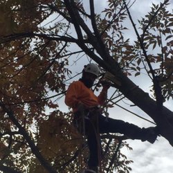 Curtis Point Tree Service