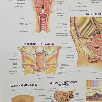 La Mirada Women's Clinic - Obstetricians & Gynecologists Near Me - Whittier, California La Mirada Women's Clinic - Obstetricians & Gynecologists Near Me - Whittier, California