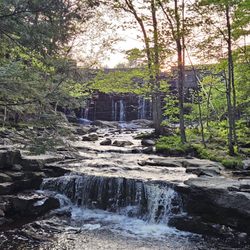 Vaughan Woods