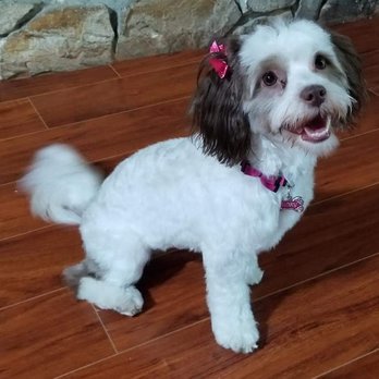 The Paw Spa - Pet Groomers Near Me - Bakersfield, California