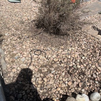 Weed Warriors No Weed Left Behind - Dead bushes he re planted, and super messy rock beds - Lawn Services Near Me Weed Warriors No Weed Left Behind - Dead bushes he re planted, and super messy rock beds - Lawn Services Near Me