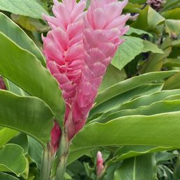 Flower Flower