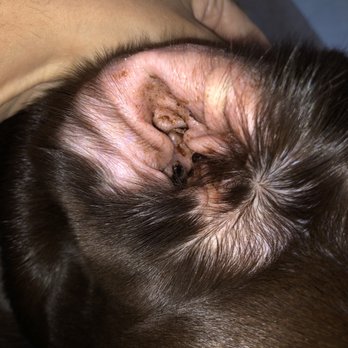 PetSmart - Only one ear cleaned? - Pet Stores Near Me - Virginia Beach, Virginia