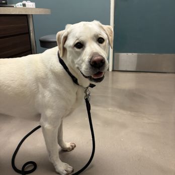 Pet Wellness Center - Doggy - Veterinarians Near Me - Murrieta, California Pet Wellness Center - Doggy - Veterinarians Near Me - Murrieta, California