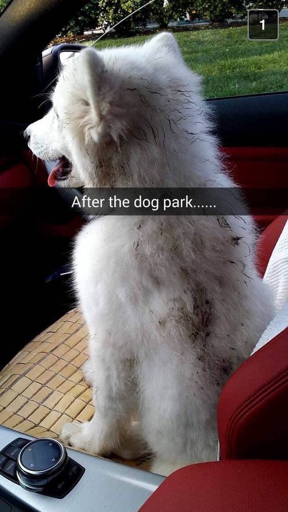 Dejavu Pet Salon - pet boarding facility in Sayreville, NJ