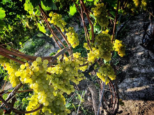 Red Tail Ridge Winery by null