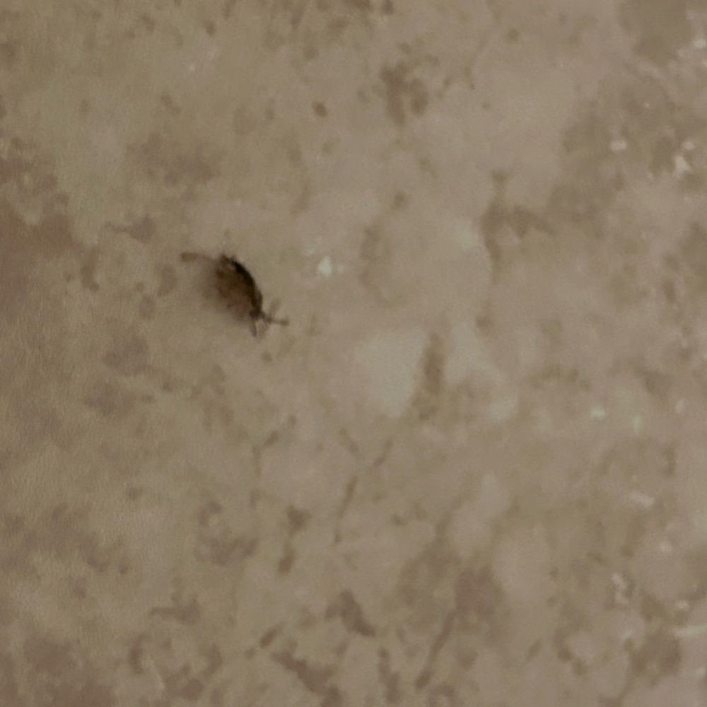 Quality Inn & Suites - Dead Roach #2 bathroom floor - Hotels Near Me - Paragould, Arkansas Quality Inn & Suites - Dead Roach #2 bathroom floor - Hotels Near Me - Paragould, Arkansas