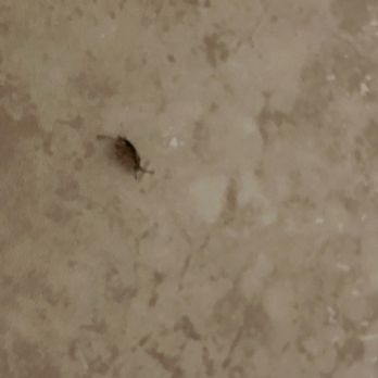 Quality Inn & Suites - Dead Roach #2 bathroom floor - Hotels Near Me - Paragould, Arkansas Quality Inn & Suites - Dead Roach #2 bathroom floor - Hotels Near Me - Paragould, Arkansas