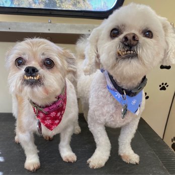 Canine Barber - Freshly groomed doggies - Pet Groomers Near Me - Sun valley, California Canine Barber - Freshly groomed doggies - Pet Groomers Near Me - Sun valley, California