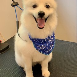 Paws-itive Vibes Dog Spa - My puppy Mochi after his first groom with Heather! Look how happy he looks