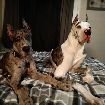 Ear Trim - Veterinarians Near Me - Spring, Texas Ear Trim - Veterinarians Near Me - Spring, Texas