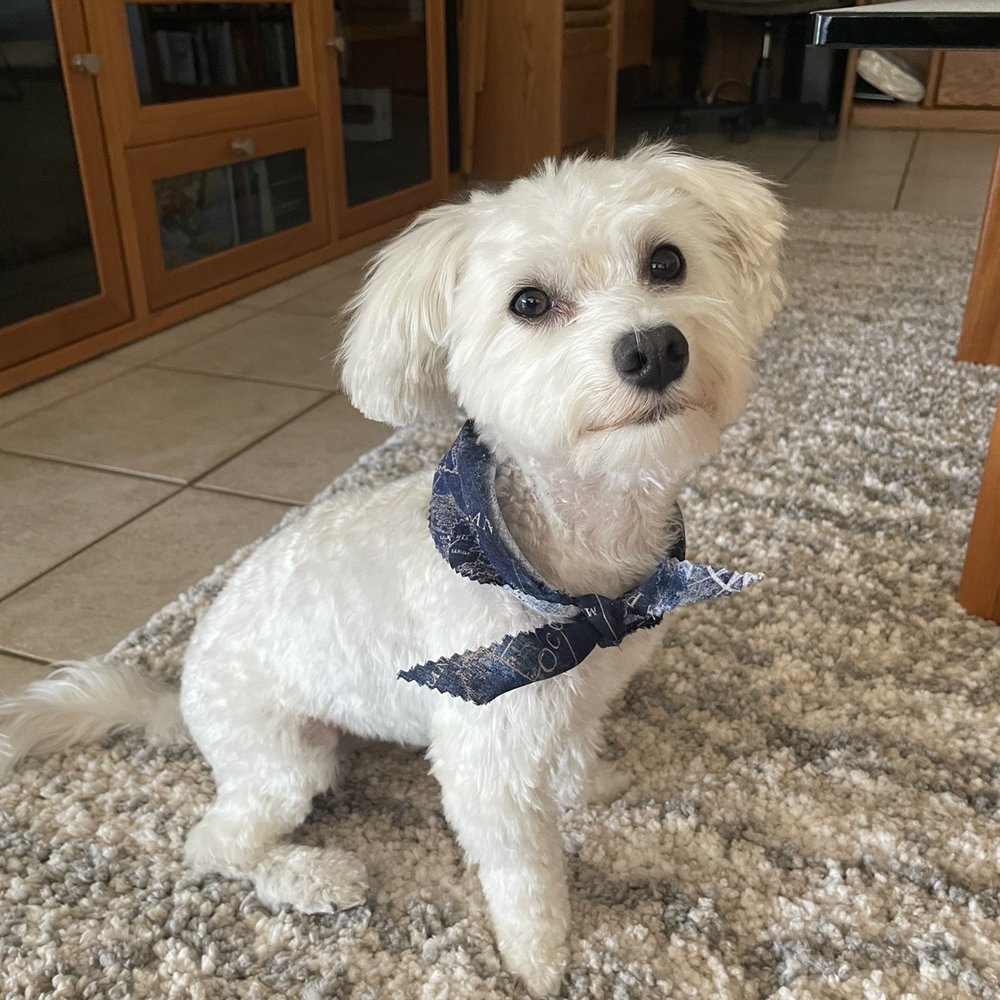 One Love Pet Parlor - Pet Groomers Near Me - Phoenix, Arizona One Love Pet Parlor - Pet Groomers Near Me - Phoenix, Arizona