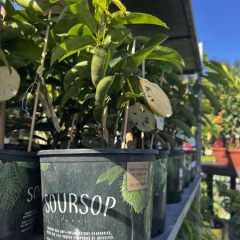 Flamingo Road Nursery - Nurseries & Gardening Near Me - Davie, Florida