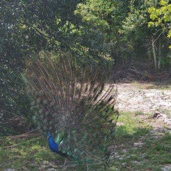 Gulf Breeze Zoo - Zoos Near Me - Gulf Breeze, Florida Gulf Breeze Zoo - Zoos Near Me - Gulf Breeze, Florida