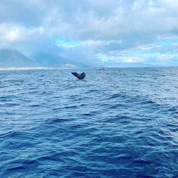 Makai Adventures - Boat Charters Near Me - Lahaina, Hawaii Makai Adventures - Boat Charters Near Me - Lahaina, Hawaii
