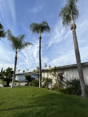 Wilmer’s Tree Service - Palm Tree Maintenance - Wilmer’s Tree Service Wilmer’s Tree Service - Palm Tree Maintenance - Wilmer’s Tree Service