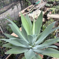 Agave