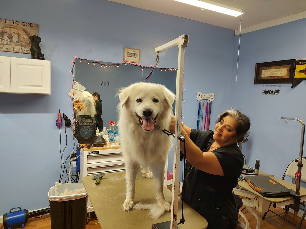 Barkingham Palace Pet Spa Image