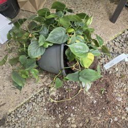All Surface Roofing and Construction - hanging plant left where they knocked it over. I watched them just leave it there. they were 100% aware.