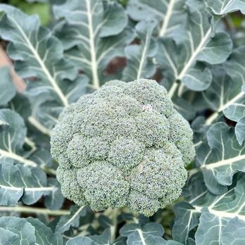 Helping Hands Pantry Gardens - Beautiful broccoli! Nom nom - Food Banks Near Me Helping Hands Pantry Gardens - Beautiful broccoli! Nom nom - Food Banks Near Me