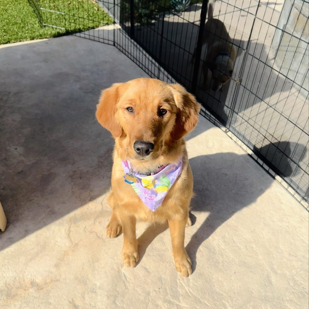 TOP 10 BEST Pet Boarding near Brentwood, CA - Updated 2026 - Yelp