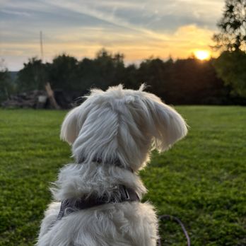 Posh Pets Rescue - Paolo sitting on my lap admiring the sunset - Animal Shelters Near Me - Long Beach, New York Posh Pets Rescue - Paolo sitting on my lap admiring the sunset - Animal Shelters Near Me - Long Beach, New York