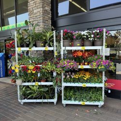 Grocery Outlet - Happy outside plant display