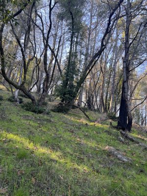Trione-Annadel State Park by null