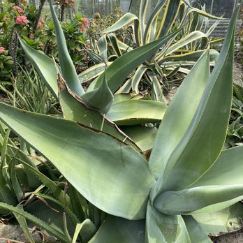 Roger Williams Park Botanical Center - Succulents - Botanical Gardens Near Me - Providence, Rhode Island
